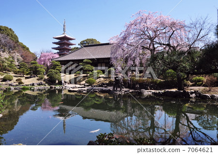 Asakusa Temple Garden Garden Asakusa Temple Garden Garden 7064621