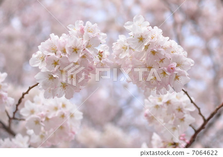 Cuddling cherry tree 7064622