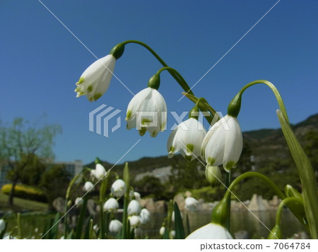 Suzuran Narcissus Suzuran Narcissus 7064784