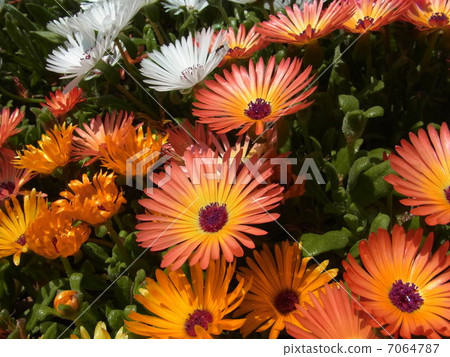 Livingston · Daisy 7064787