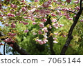 Cherry Blossoms	 7065144
