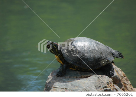 Turtle 7065201