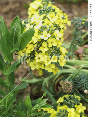 Broccoli flowers Broccoli flowers 7065263