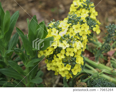 Broccoli flowers Broccoli flowers 7065264