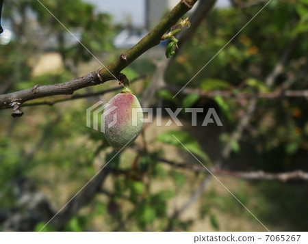 plum plum 7065267