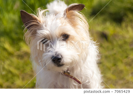 Jack Russell Terrier 7065429
