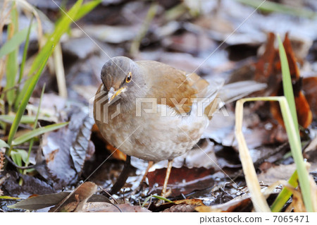 Shorohara在地上 Shorohara在地上 7065471