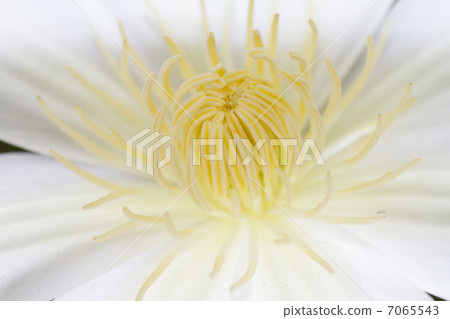 Clematis Clematis 7065543