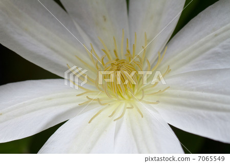Clematis 7065549
