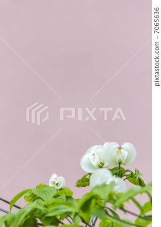 Dogwood Dogwood 7065636