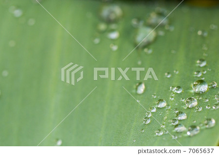 葉子上的雨滴 葉子上的雨滴 7065637