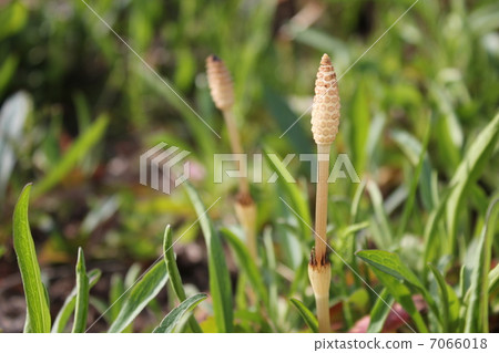 春天的聲音 7066018