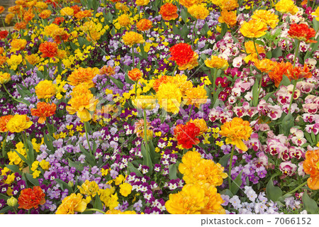 花春天在花圃裡開花 7066152