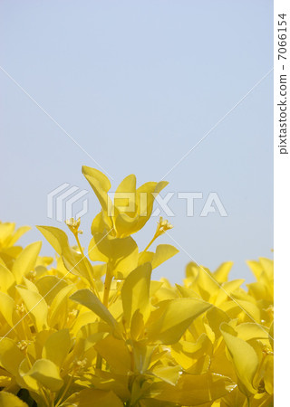 Young leaves of golden masaki and blue sky 7066154