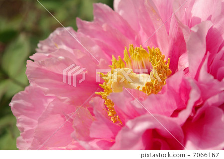 桃紅色樹牡丹花 桃紅色樹牡丹花 7066167