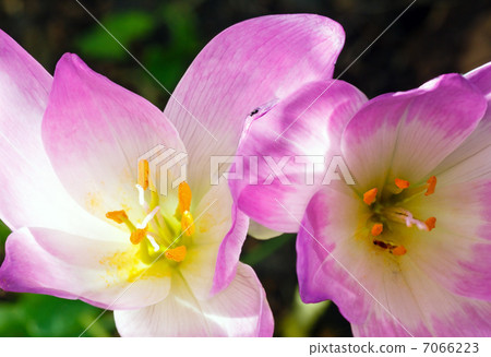 Two crocus flowers  close-up 7066223