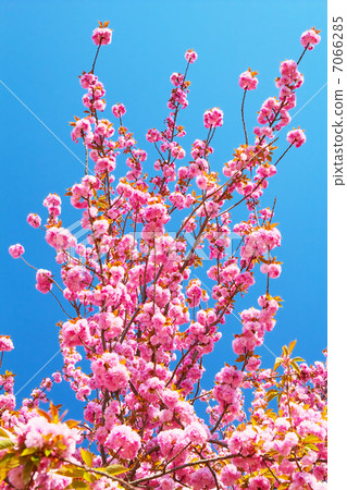 Yaezakura和藍天 Yaezakura和藍天 7066285