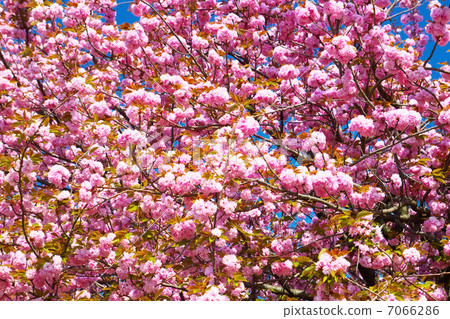 盛開的雙櫻花 盛開的雙櫻花 7066286