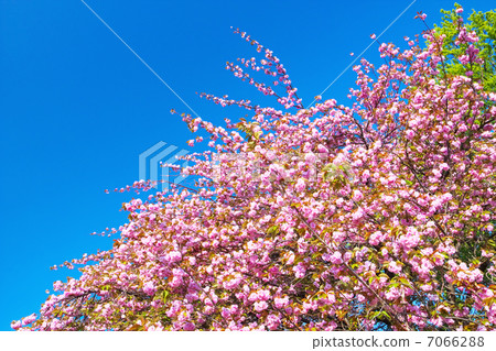 Yaezakura和藍天 Yaezakura和藍天 7066288