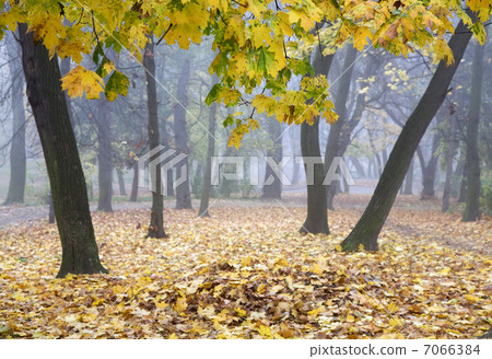 Autumn park 7066384
