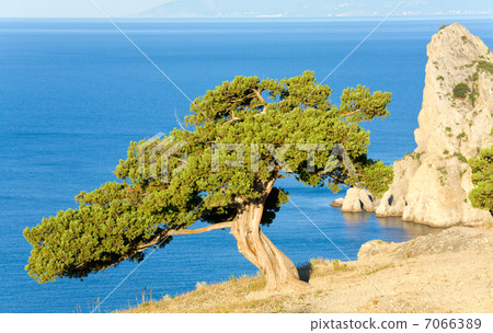 juniper tree juniper tree 7066389