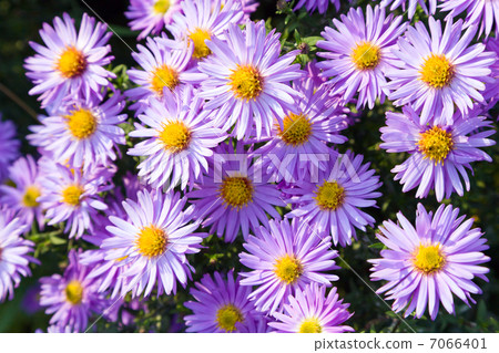 Autumn flowers 7066401