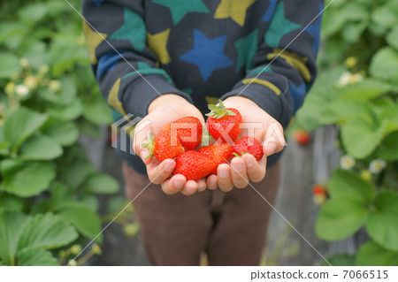 草莓採摘 7066515