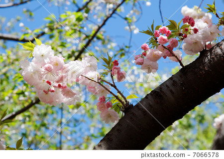 Beautiful cherry blossoms in urban agricultural park · Matsuki's flowers, buds and young leaves 7066578