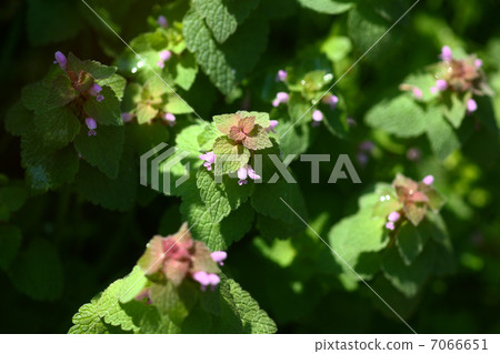 Himeodoricosoum 7066651