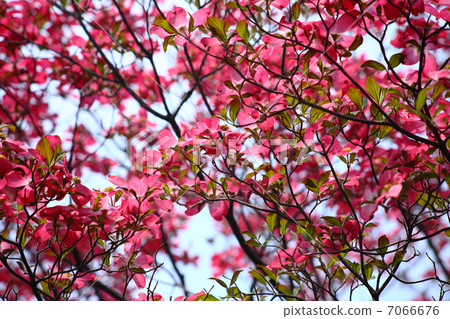 Dogwood 7066676