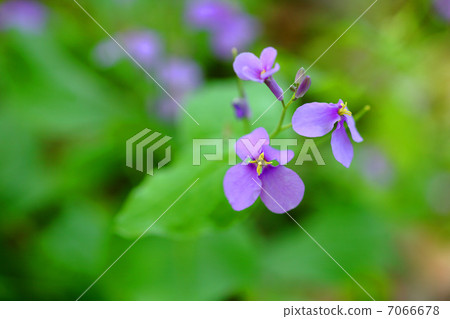 Murasakihanana 7066678