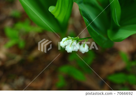 Lily of the valley Lily of the valley 7066692