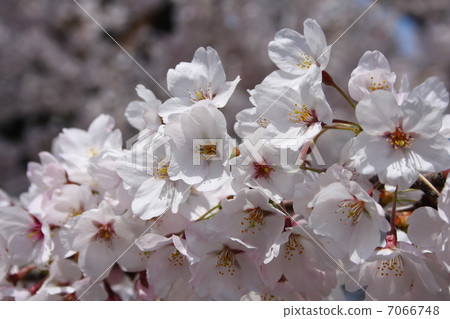 Cherry tree in full bloom Cherry tree in full bloom 7066748