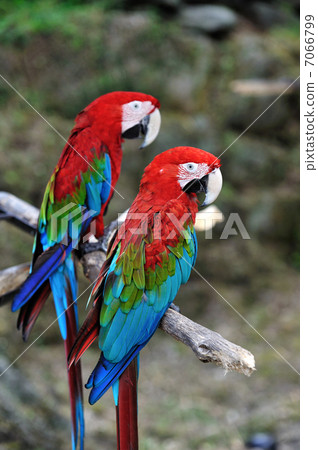 Scarlet macaw Scarlet macaw 7066799
