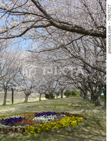春天Sakauchi河水上公園 7067027