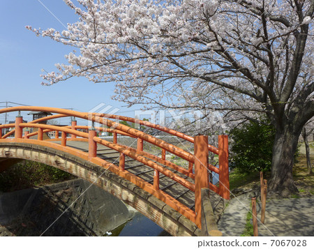春天的Sakauchi河水上公園（橋） 7067028