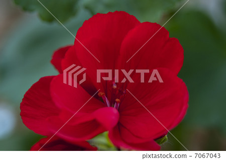 Red geranium flowers 7067043