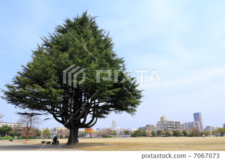 Spring in the park Spring in the park 7067073