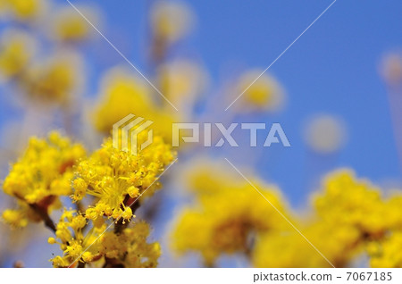 三水之花 7067185