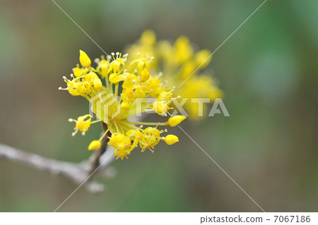 三水之花 7067186