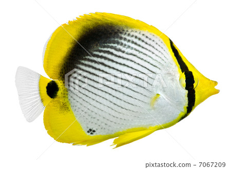 Blackback Butterflyfish. Chaetodon melannotus 7067209
