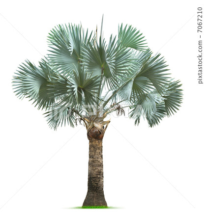 Bismarck Palm Tree 7067210