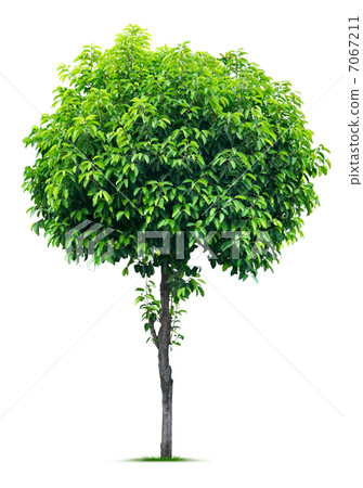 Tree on white 7067211
