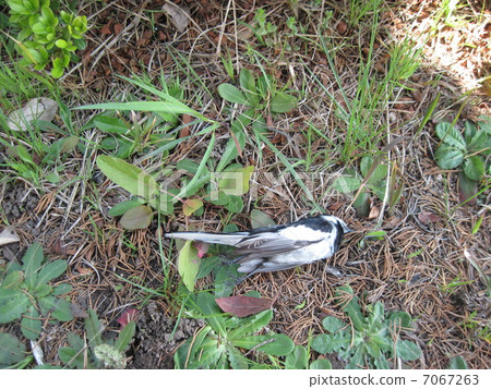 野鳥的死02 7067263