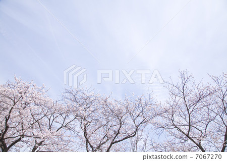 Cherry tree  7067270