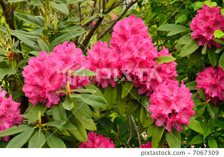 樹·強姦杜鵑花科 樹·強姦杜鵑花科 7067309