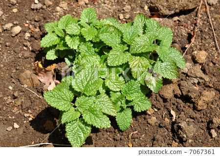 Lemon balm 7067361