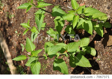 Med sage Med sage 7067371