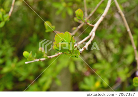 樹·煙樹Vulciaceae 7067387