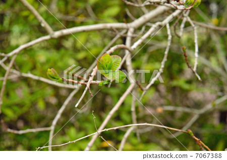 樹·煙樹Vulciaceae 7067388